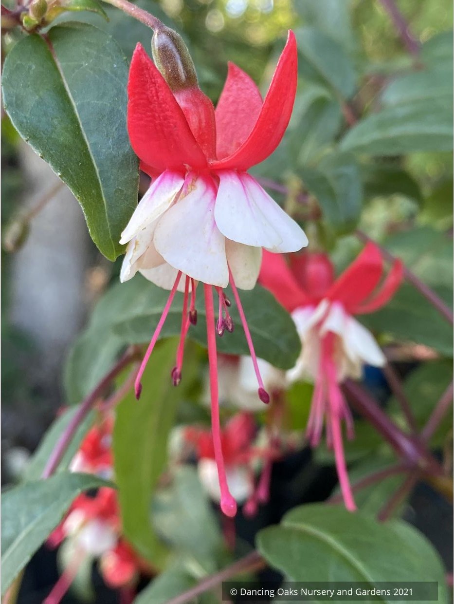 Perennials ~ Fuchsia 'Jingle Bells' ~ Dancing Oaks Nursery and Gardens ~ Retail Nursery ~ Mail Order Nursery