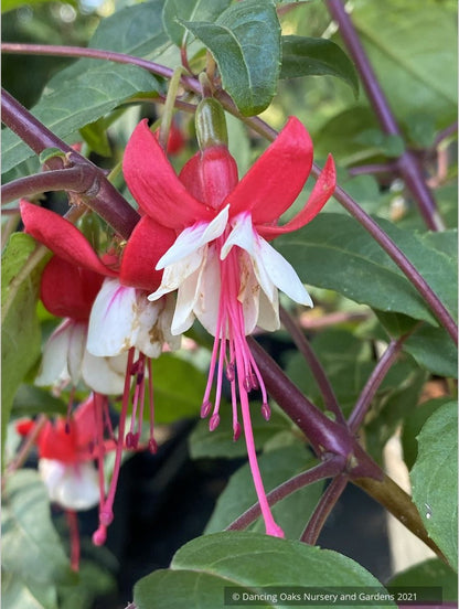 Perennials ~ Fuchsia 'Jingle Bells' ~ Dancing Oaks Nursery and Gardens ~ Retail Nursery ~ Mail Order Nursery
