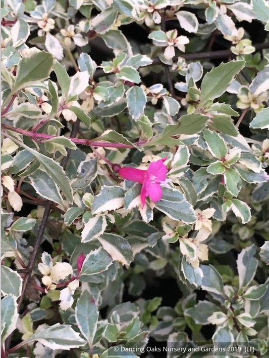 Shrubs ~ Fuchsia 'Lottie Hobby Variegated', Hardy Fuchsia ~ Dancing Oaks Nursery and Gardens ~ Retail Nursery ~ Mail Order Nursery
