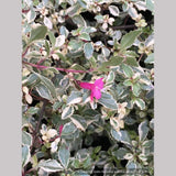 Shrubs ~ Fuchsia 'Lottie Hobby Variegated', Hardy Fuchsia ~ Dancing Oaks Nursery and Gardens ~ Retail Nursery ~ Mail Order Nursery