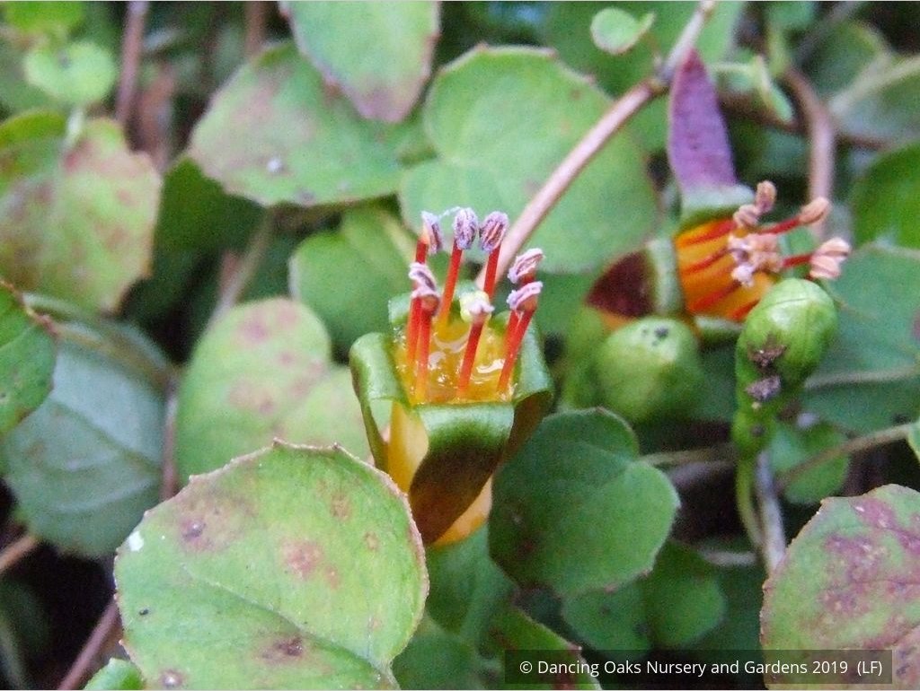 Perennials ~ Fuchsia procumbens, Trailing Fuchsia ~ Dancing Oaks Nursery and Gardens ~ Retail Nursery ~ Mail Order Nursery