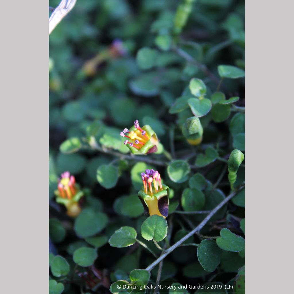 Perennials ~ Fuchsia procumbens, Trailing Fuchsia ~ Dancing Oaks Nursery and Gardens ~ Retail Nursery ~ Mail Order Nursery