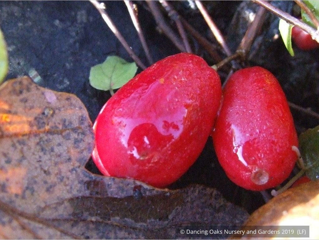 Perennials ~ Fuchsia procumbens, Trailing Fuchsia ~ Dancing Oaks Nursery and Gardens ~ Retail Nursery ~ Mail Order Nursery