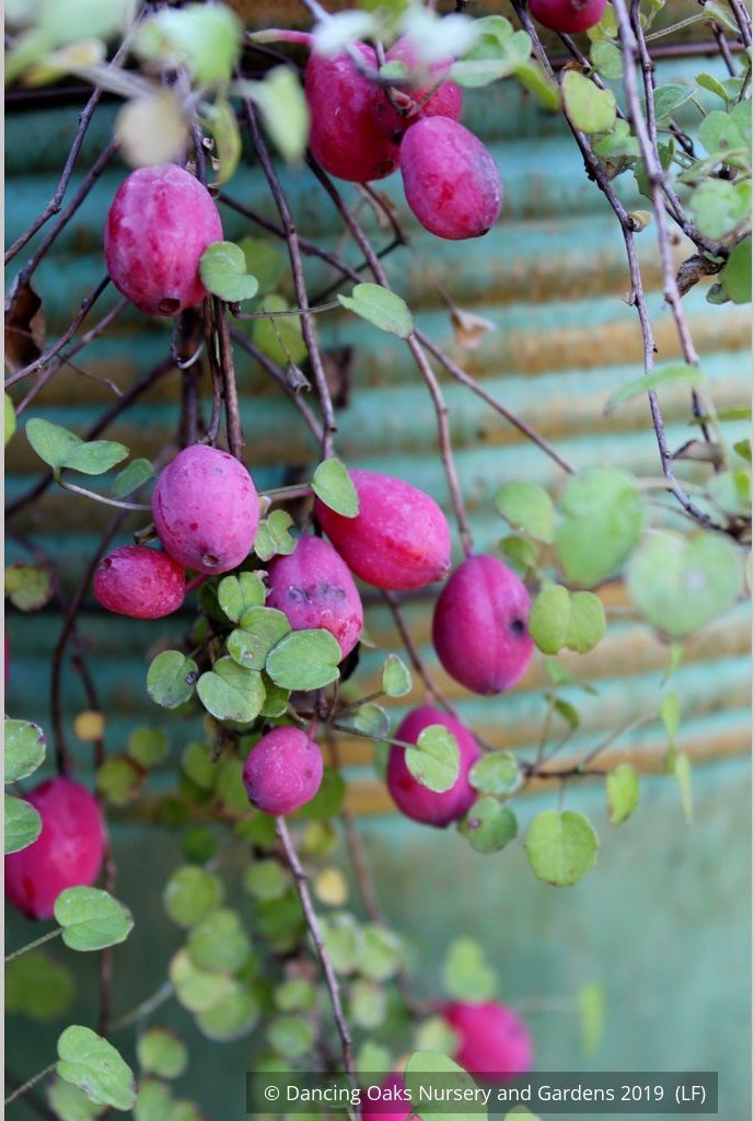 Perennials ~ Fuchsia procumbens, Trailing Fuchsia ~ Dancing Oaks Nursery and Gardens ~ Retail Nursery ~ Mail Order Nursery