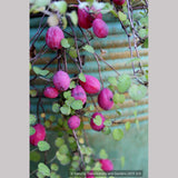 Perennials ~ Fuchsia procumbens, Trailing Fuchsia ~ Dancing Oaks Nursery and Gardens ~ Retail Nursery ~ Mail Order Nursery