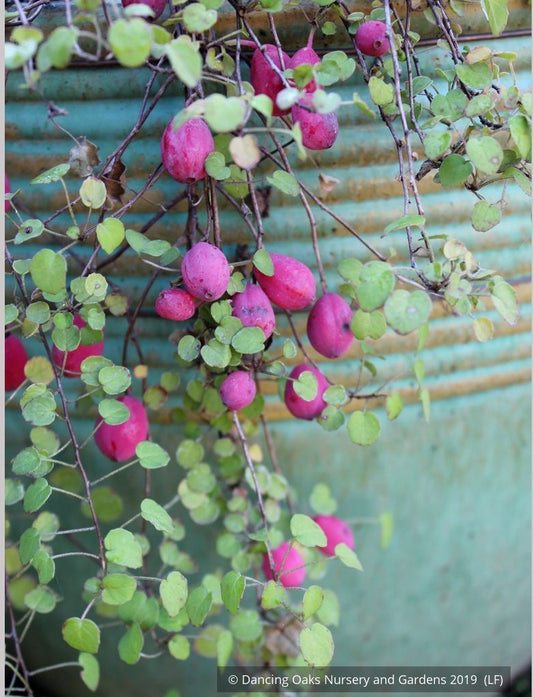 Perennials ~ Fuchsia procumbens, Trailing Fuchsia ~ Dancing Oaks Nursery and Gardens ~ Retail Nursery ~ Mail Order Nursery