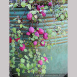 Perennials ~ Fuchsia procumbens, Trailing Fuchsia ~ Dancing Oaks Nursery and Gardens ~ Retail Nursery ~ Mail Order Nursery