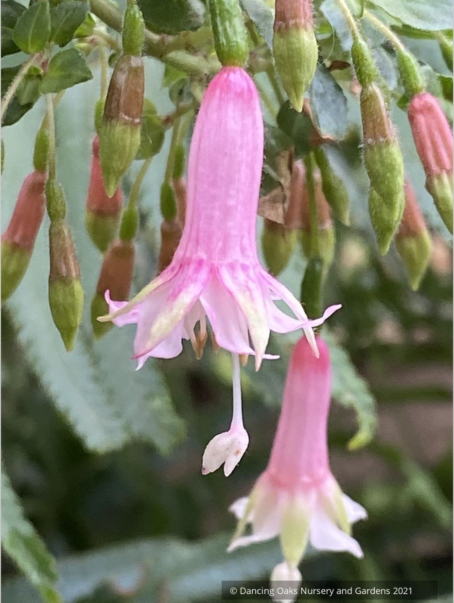 Perennials ~ Fuchsia 'Rijs 2001' (syn Rys), Fuchsia ~ Dancing Oaks Nursery and Gardens ~ Retail Nursery ~ Mail Order Nursery