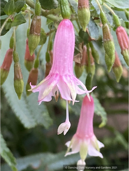 Perennials ~ Fuchsia 'Rijs 2001' (syn Rys), Fuchsia ~ Dancing Oaks Nursery and Gardens ~ Retail Nursery ~ Mail Order Nursery
