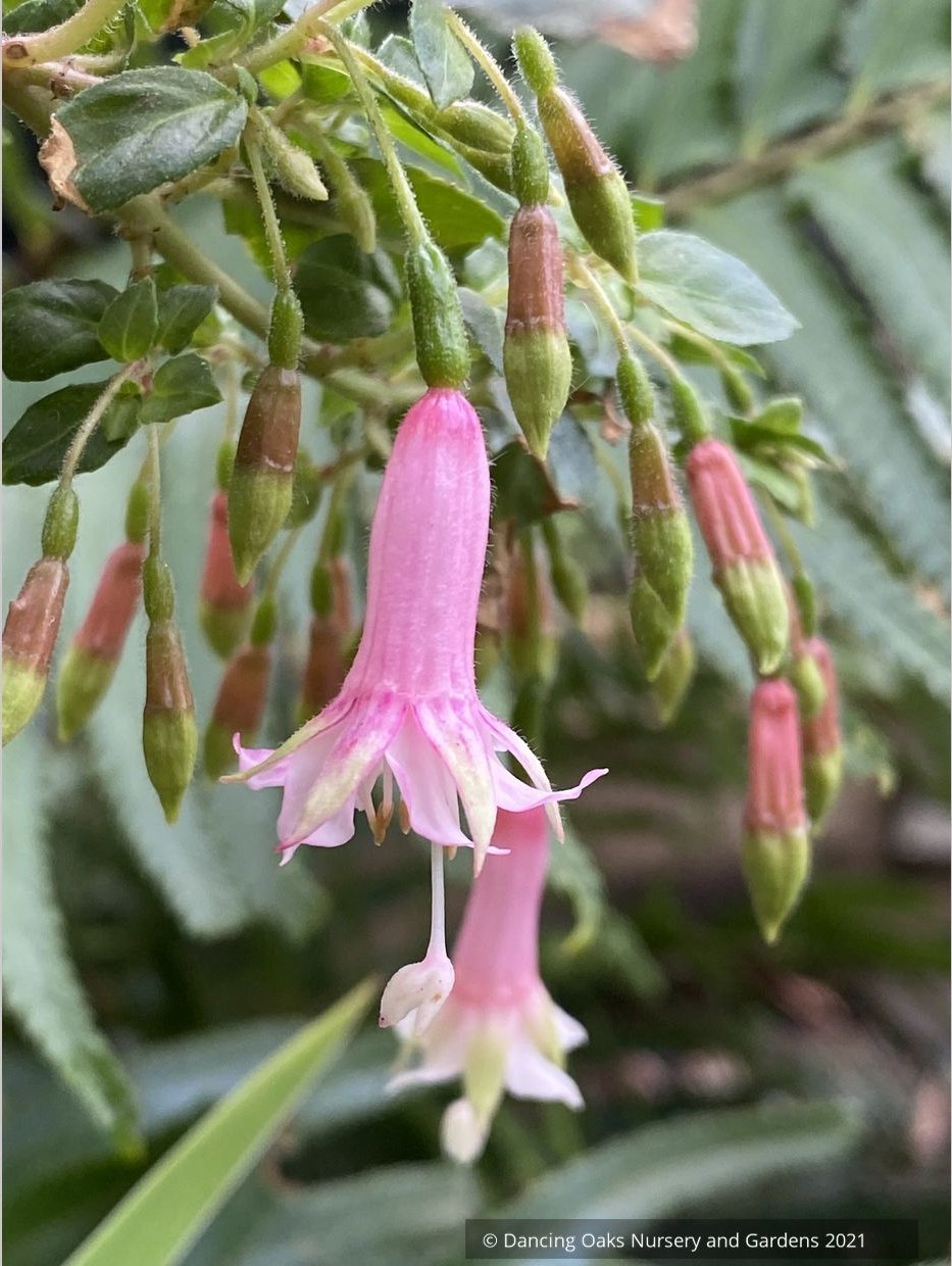 Perennials ~ Fuchsia 'Rijs 2001' (syn Rys), Fuchsia ~ Dancing Oaks Nursery and Gardens ~ Retail Nursery ~ Mail Order Nursery