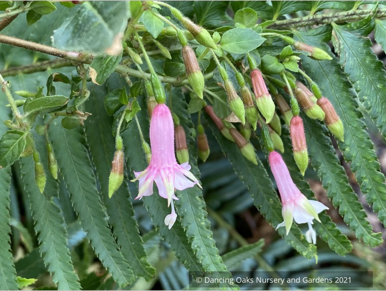 Perennials ~ Fuchsia 'Rijs 2001' (syn Rys), Fuchsia ~ Dancing Oaks Nursery and Gardens ~ Retail Nursery ~ Mail Order Nursery