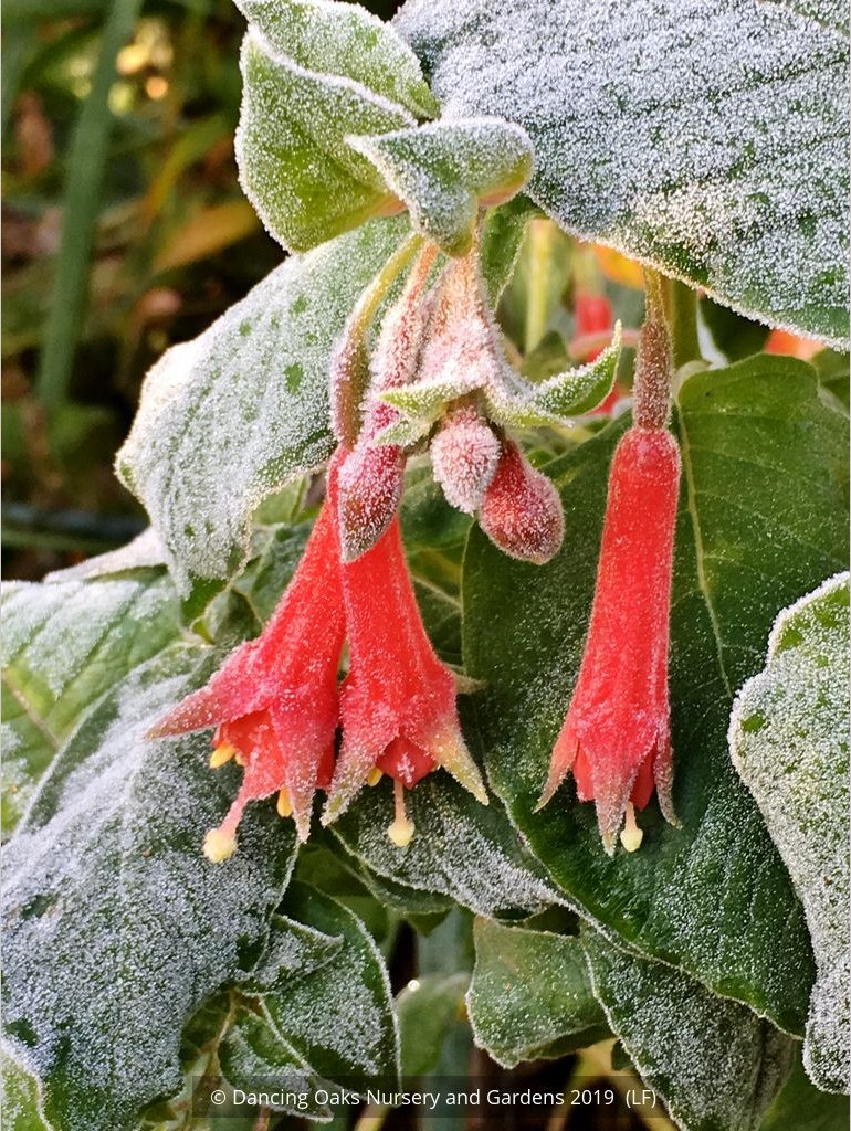 Perennials ~ Fuchsia 'Speciosa', Hardy Fuchsia ~ Dancing Oaks Nursery and Gardens ~ Retail Nursery ~ Mail Order Nursery