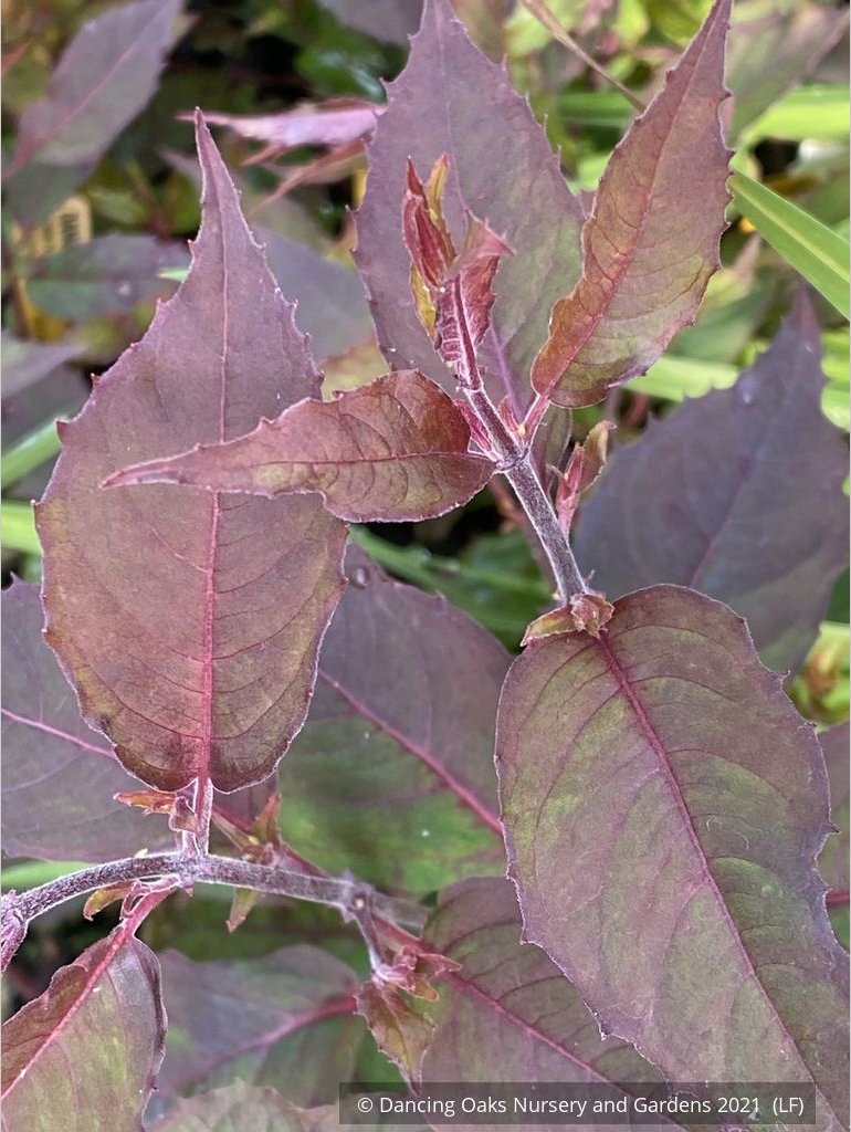 Shrubs ~ Fuchsia magellanica 'Purple Mountain', Hardy Fuchsia ~ Dancing Oaks Nursery and Gardens ~ Retail Nursery ~ Mail Order Nursery