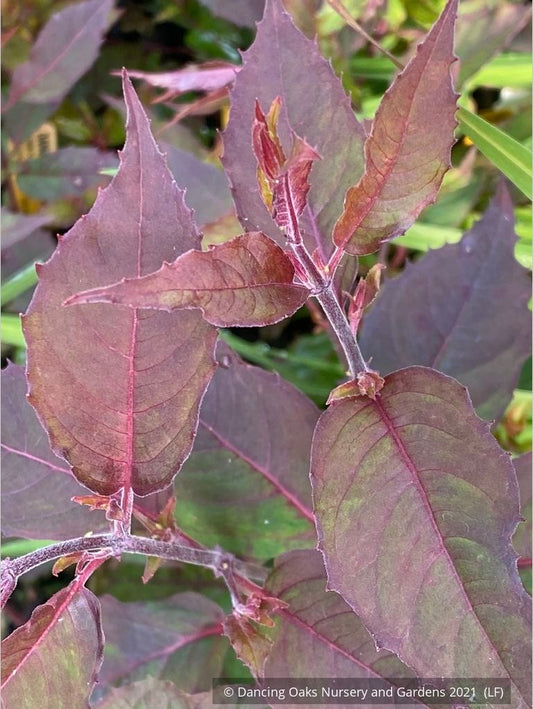 Shrubs ~ Fuchsia magellanica 'Purple Mountain', Hardy Fuchsia ~ Dancing Oaks Nursery and Gardens ~ Retail Nursery ~ Mail Order Nursery