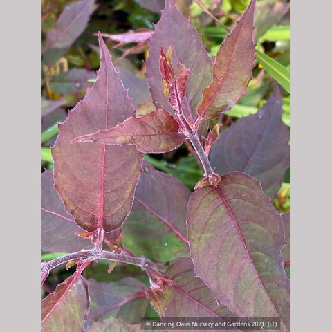 Shrubs ~ Fuchsia magellanica 'Purple Mountain', Hardy Fuchsia ~ Dancing Oaks Nursery and Gardens ~ Retail Nursery ~ Mail Order Nursery