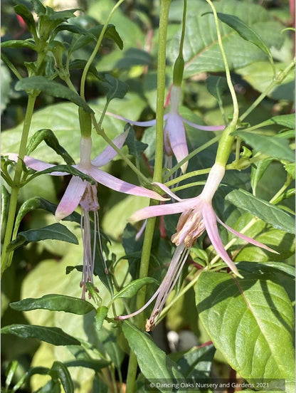 Fuchsia magellanica 'Natales Rose', syn. Fuchsia magellanica 'Alba'
