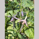 Fuchsia magellanica 'Natales Rose', syn. Fuchsia magellanica 'Alba'