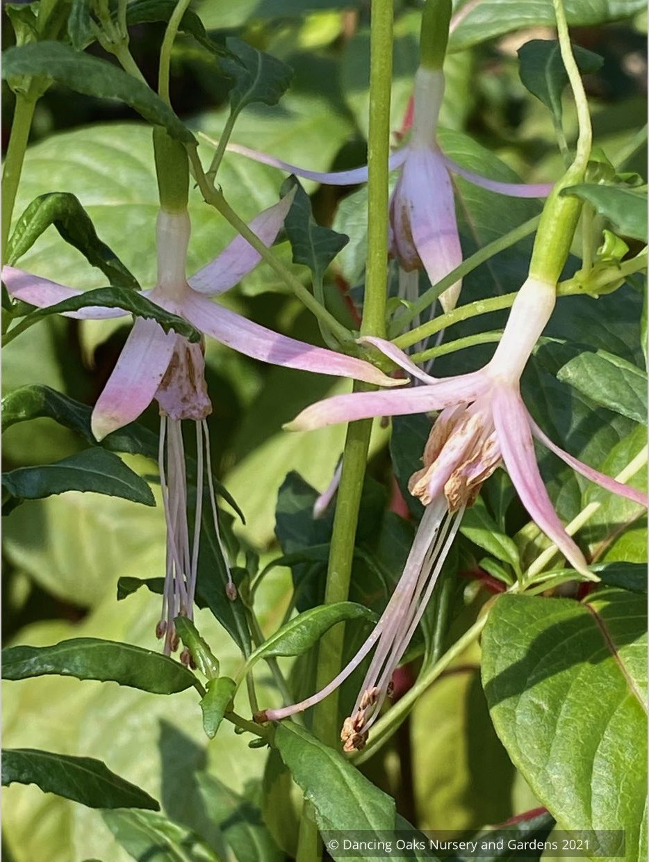 Fuchsia magellanica 'Natales Rose', syn. Fuchsia magellanica 'Alba'
