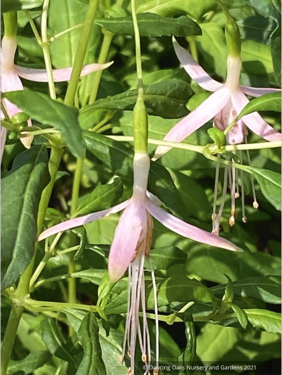 Fuchsia magellanica 'Natales Rose', syn. Fuchsia magellanica 'Alba'
