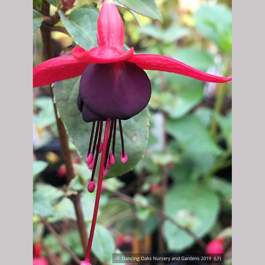 Shrubs ~ Fuchsia 'DebRon's Black Cherry', Hardy Fuchsia ~ Dancing Oaks Nursery and Gardens ~ Retail Nursery ~ Mail Order Nursery