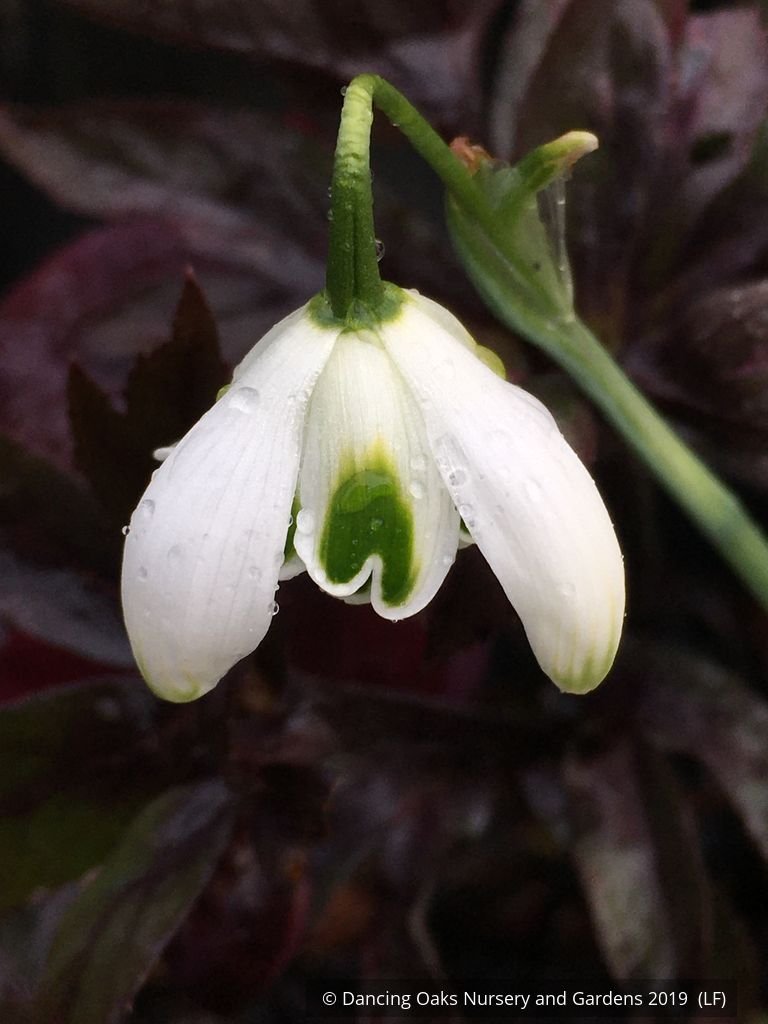 Bulbs & Tubers ~ Galanthus 'Hippolyta', Snowdrop ~ Dancing Oaks Nursery and Gardens ~ Retail Nursery ~ Mail Order Nursery