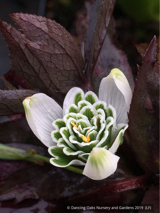 Bulbs & Tubers ~ Galanthus 'Hippolyta', Snowdrop ~ Dancing Oaks Nursery and Gardens ~ Retail Nursery ~ Mail Order Nursery