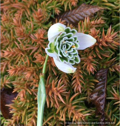 Bulbs & Tubers ~ Galanthus 'Hippolyta', Snowdrop ~ Dancing Oaks Nursery and Gardens ~ Retail Nursery ~ Mail Order Nursery