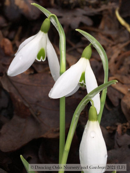 Bulbs & Tubers ~ Galanthus 'Sam Arnott', Snowdrop ~ Dancing Oaks Nursery and Gardens ~ Retail Nursery ~ Mail Order Nursery