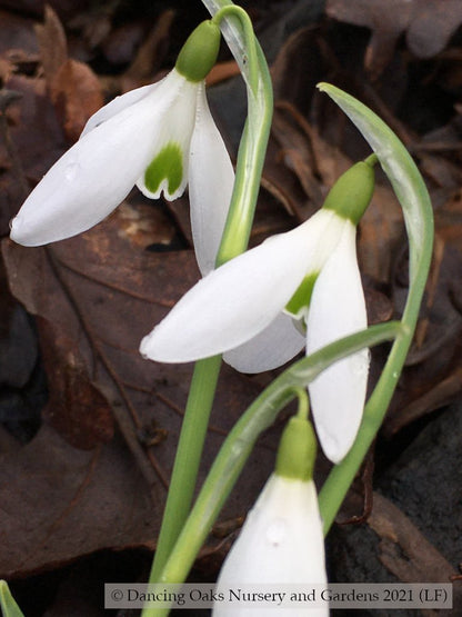 Bulbs & Tubers ~ Galanthus 'Sam Arnott', Snowdrop ~ Dancing Oaks Nursery and Gardens ~ Retail Nursery ~ Mail Order Nursery