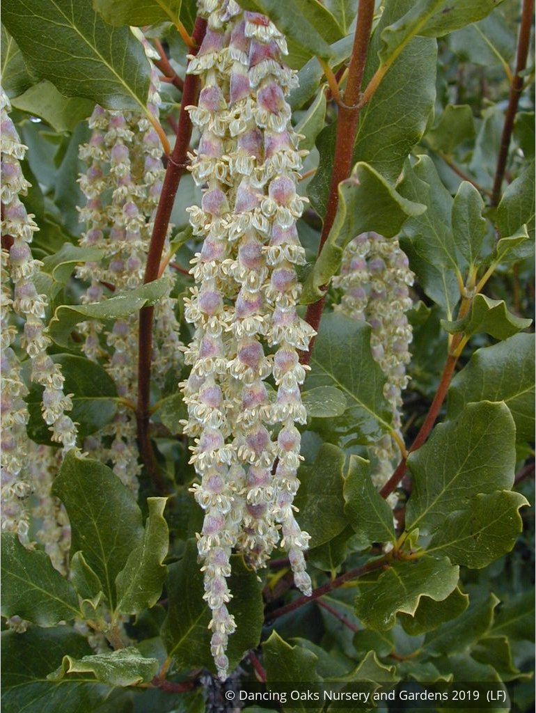 Shrubs ~ Garrya elliptica 'James Roof', Silk Tassel Bush or Quinine Bush ~ Dancing Oaks Nursery and Gardens ~ Retail Nursery ~ Mail Order Nursery
