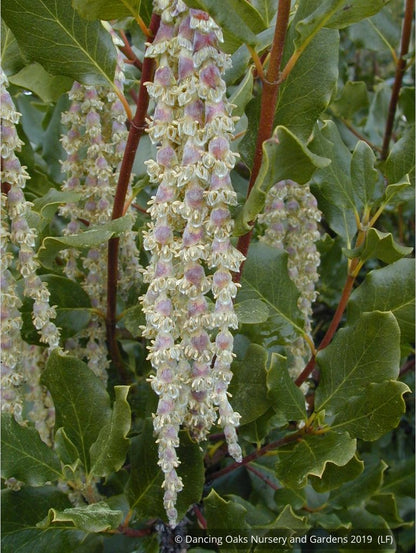 Shrubs ~ Garrya elliptica 'James Roof', Silk Tassel Bush or Quinine Bush ~ Dancing Oaks Nursery and Gardens ~ Retail Nursery ~ Mail Order Nursery