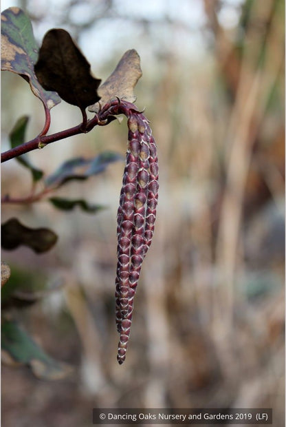 Shrubs ~ Garrya x issaquahensis 'Glasnevin Wine', Silk Tassel ~ Dancing Oaks Nursery and Gardens ~ Retail Nursery ~ Mail Order Nursery