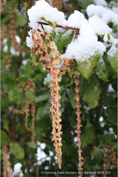 Shrubs ~ Garrya elliptica 'James Roof', Silk Tassel Bush or Quinine Bush ~ Dancing Oaks Nursery and Gardens ~ Retail Nursery ~ Mail Order Nursery