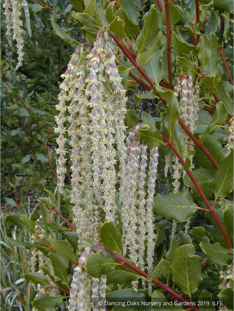 Shrubs ~ Garrya elliptica 'James Roof', Silk Tassel Bush or Quinine Bush ~ Dancing Oaks Nursery and Gardens ~ Retail Nursery ~ Mail Order Nursery