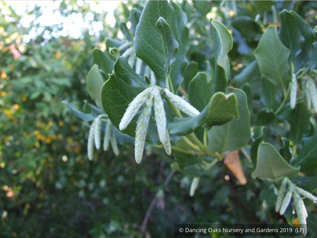 Shrubs ~ Garrya elliptica 'James Roof', Silk Tassel Bush or Quinine Bush ~ Dancing Oaks Nursery and Gardens ~ Retail Nursery ~ Mail Order Nursery