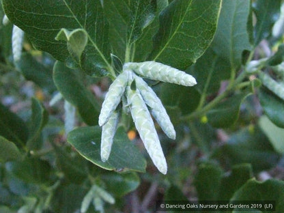 Shrubs ~ Garrya elliptica 'James Roof', Silk Tassel Bush or Quinine Bush ~ Dancing Oaks Nursery and Gardens ~ Retail Nursery ~ Mail Order Nursery