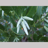 Shrubs ~ Garrya elliptica 'James Roof', Silk Tassel Bush or Quinine Bush ~ Dancing Oaks Nursery and Gardens ~ Retail Nursery ~ Mail Order Nursery