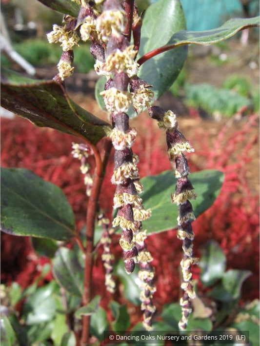 Shrubs ~ Garrya x issaquahensis 'Glasnevin Wine', Silk Tassel ~ Dancing Oaks Nursery and Gardens ~ Retail Nursery ~ Mail Order Nursery