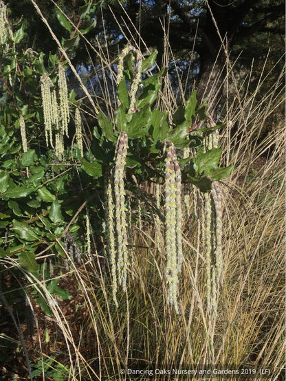 Shrubs ~ Garrya elliptica 'Siskiyou Jade', Silk Tassel ~ Dancing Oaks Nursery and Gardens ~ Retail Nursery ~ Mail Order Nursery
