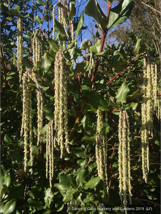 Shrubs ~ Garrya elliptica 'Siskiyou Jade', Silk Tassel ~ Dancing Oaks Nursery and Gardens ~ Retail Nursery ~ Mail Order Nursery