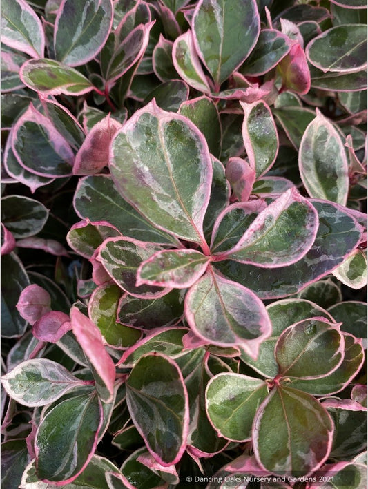 Gaultheria procumbens Winter Splash™, Variegated Wintergreen