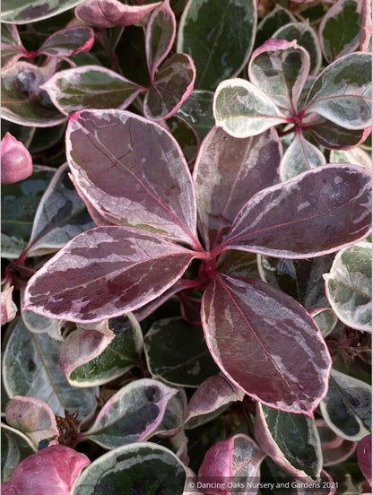 Gaultheria procumbens Winter Splash™, Variegated Wintergreen
