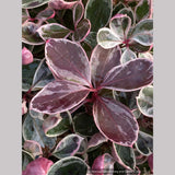 Gaultheria procumbens Winter Splash™, Variegated Wintergreen