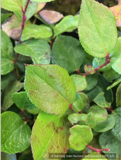 Shrubs ~ Gaultheria shallon, Salal ~ Dancing Oaks Nursery and Gardens ~ Retail Nursery ~ Mail Order Nursery