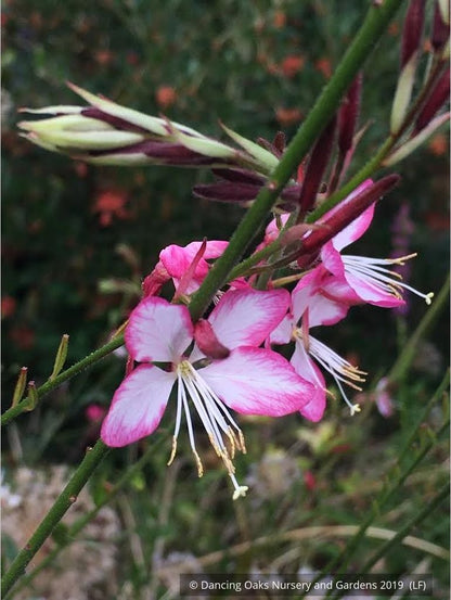 Perennials ~ Gaura lindheimeri 'Rosy Jane' PP22,290, Wand Flower ~ Dancing Oaks Nursery and Gardens ~ Retail Nursery ~ Mail Order Nursery