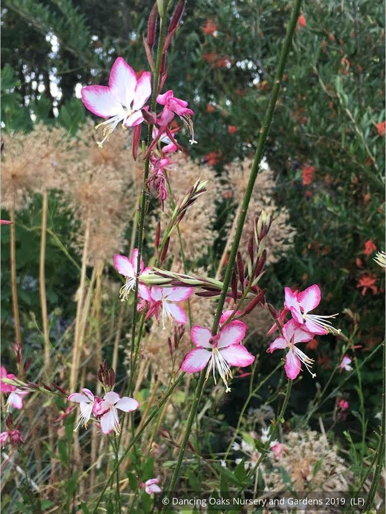 Perennials ~ Gaura lindheimeri 'Rosy Jane' PP22,290, Wand Flower ~ Dancing Oaks Nursery and Gardens ~ Retail Nursery ~ Mail Order Nursery