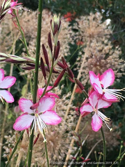 Perennials ~ Gaura lindheimeri 'Rosy Jane' PP22,290, Wand Flower ~ Dancing Oaks Nursery and Gardens ~ Retail Nursery ~ Mail Order Nursery