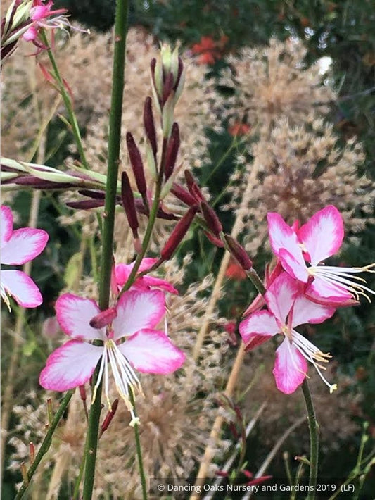 Perennials ~ Gaura lindheimeri 'Rosy Jane' PP22,290, Wand Flower ~ Dancing Oaks Nursery and Gardens ~ Retail Nursery ~ Mail Order Nursery