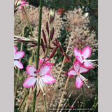 Perennials ~ Gaura lindheimeri 'Rosy Jane' PP22,290, Wand Flower ~ Dancing Oaks Nursery and Gardens ~ Retail Nursery ~ Mail Order Nursery