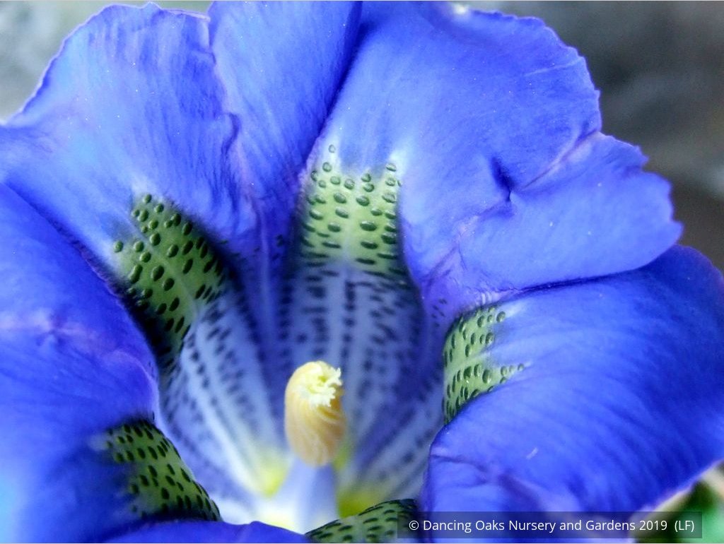 Perennials ~ Gentiana acaulis, Trumpet Gentian ~ Dancing Oaks Nursery and Gardens ~ Retail Nursery ~ Mail Order Nursery